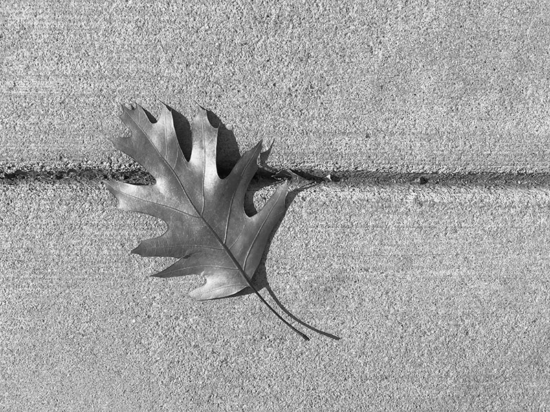 Black and White Closeup Image of an Autumn Leaf on Sidewalk.